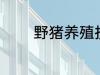 野猪养殖技术 野猪养殖技巧