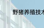 野猪养殖技术 野猪养殖技巧