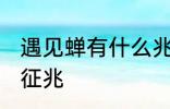 遇见蝉有什么兆头 梦见知了蝉有什么征兆