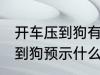 开车压到狗有什么兆头 开车不小心压到狗预示什么