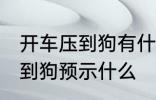 开车压到狗有什么兆头 开车不小心压到狗预示什么