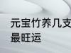 元宝竹养几支最旺运 元宝竹养多少支最旺运