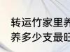 转运竹家里养几支最旺运 转运竹家里养多少支最旺运