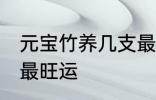 元宝竹养几支最旺运 元宝竹养多少支最旺运