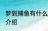 梦到捕鱼有什么兆头 梦见捕鱼的寓意介绍