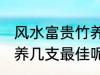 风水富贵竹养几支最旺运 风水富贵竹养几支最佳呢