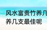 风水富贵竹养几支最旺运 风水富贵竹养几支最佳呢