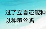 过了立夏还能种稻谷吗 过了立夏还可以种稻谷吗