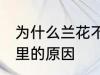 为什么兰花不能养家里 兰花不能养家里的原因