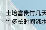 土培富贵竹几天浇一次水啊 土培富贵竹多长时间浇水一次