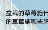 盆栽的草莓施什么肥好不要化肥 盆栽的草莓施哪些肥好不要化肥