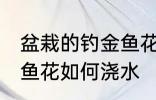 盆栽的钓金鱼花怎么浇水 盆栽的钓金鱼花如何浇水