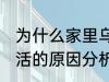 为什么家里乌龟养不活 家里乌龟养不活的原因分析