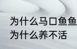 为什么马口鱼鱼缸养不活 马口鱼鱼缸为什么养不活