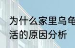 为什么家里乌龟养不活 家里乌龟养不活的原因分析