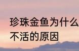 珍珠金鱼为什么总养不活 珍珠金鱼养不活的原因