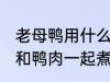 老母鸭用什么煲汤最好 哪些食物可以和鸭肉一起煮汤