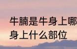 牛腩是牛身上哪个部位的肉 牛腩是牛身上什么部位